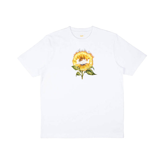 Sunflower in white
